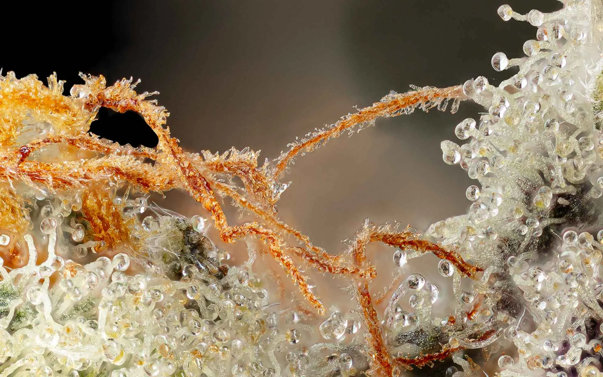 trichomes-528Hz-2024